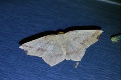 Pareclipsis gracilis