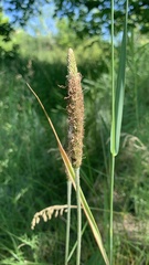 Plantago urvillei