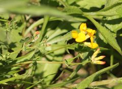 Lotus corniculatus
