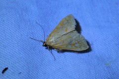 Sitochroa verticalis