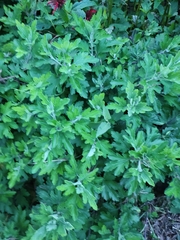 Chrysanthemum morifolium