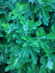 Chrysanthemum morifolium