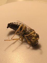 Bembix americana spinolae