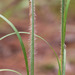 Hairy Bluestem - Photo (c) Keith Bradley, some rights reserved (CC BY-NC), uploaded by Keith Bradley