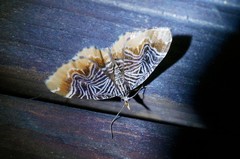 Lobogonodes complicata