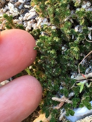 Selaginella eremophila