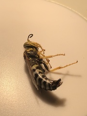 Bembix americana spinolae