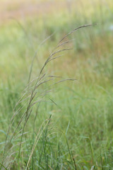 Aristida lanosa