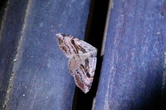 Perynea subrosea