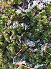 Selaginella eremophila