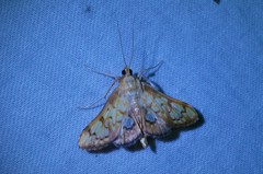 Neoanalthes contortalis