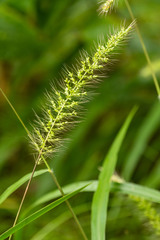 Setaria macrosperma