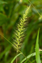 Setaria macrosperma