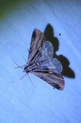 Ercheia niveostrigata