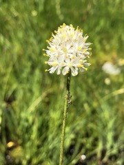 Triantha occidentalis occidentalis