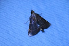 Hypsopygia pelasgalis