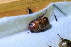 Adoretus tenuimaculatus