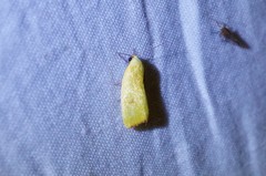 Earias pudicana
