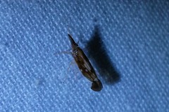 Terauchiana singularis