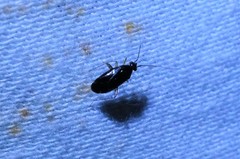 Plagiognathus yomogi