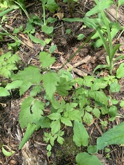 Osmorhiza depauperata