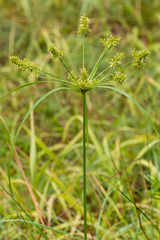 Cyperus tetragonus