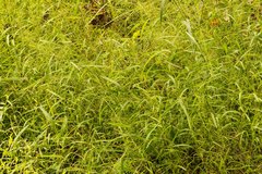 Kellochloa verrucosa