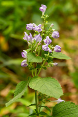 Scutellaria ocmulgee