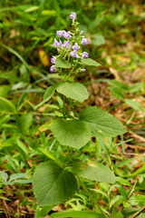 Scutellaria ocmulgee