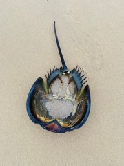 Tachypleus tridentatus