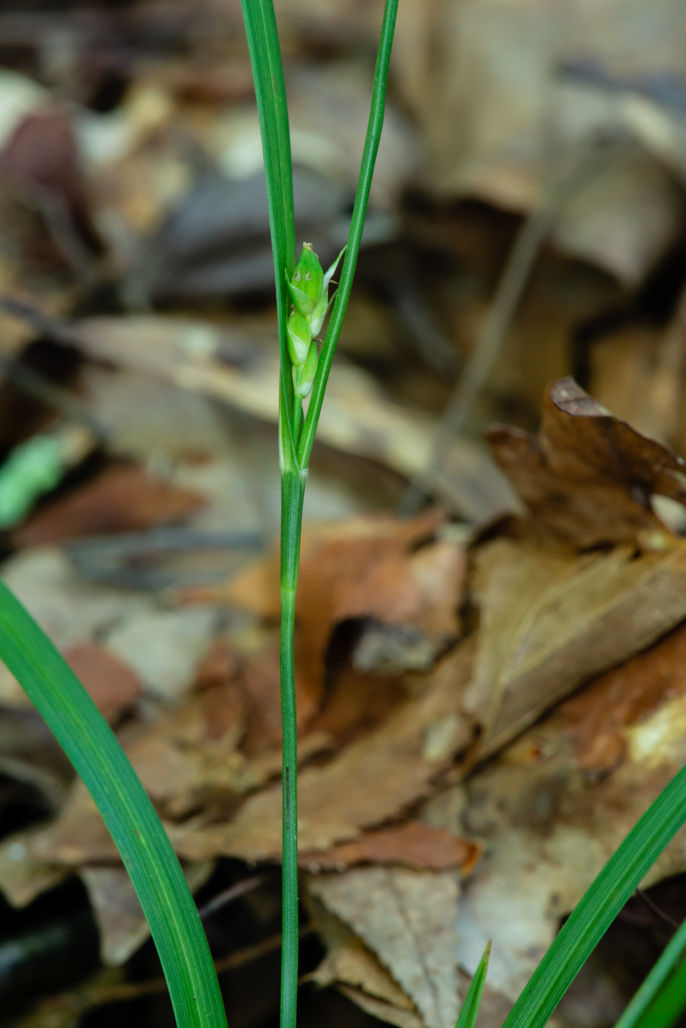Carex calcifugens