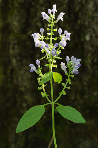 pineland skullcap (Scutellaria altamaha)