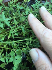 Galium leptogonium