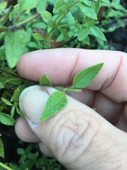 Galium leptogonium