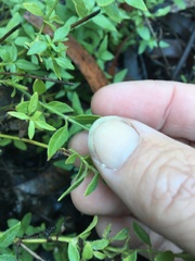 Galium leptogonium