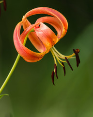 Lilium pyrophilum