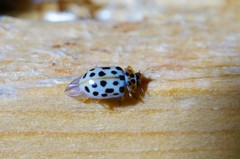 Anisosticta kobensis