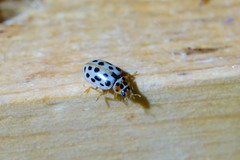 Anisosticta kobensis