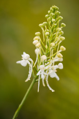 Platanthera blephariglottis conspicua