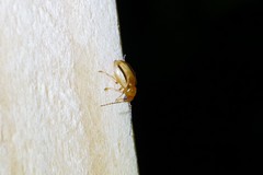 Medythia nigrobilineata