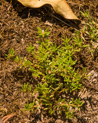 Portulaca smallii
