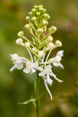 Platanthera blephariglottis conspicua