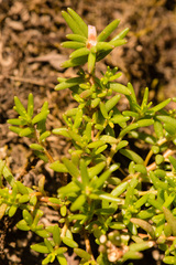 Portulaca smallii