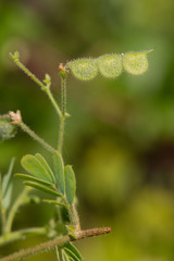 Aeschynomene viscidula