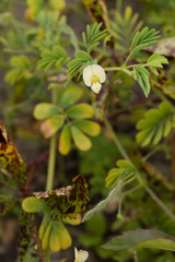 Aeschynomene viscidula