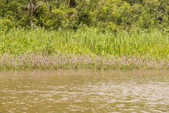 Physostegia leptophylla