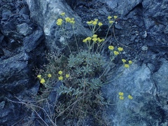 Eriogonum congdonii
