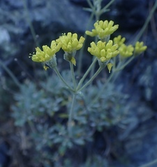 Eriogonum congdonii