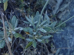 Eriogonum congdonii