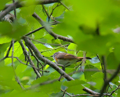 Setophaga ruticilla image